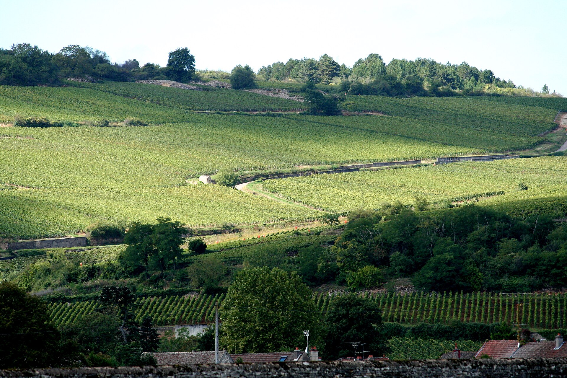 Winnice i wioska na Côte de Beaune w Burgundii