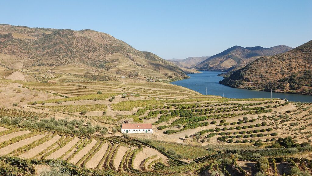 Tarasowe winnice nad rzeką Douro w Portugalii