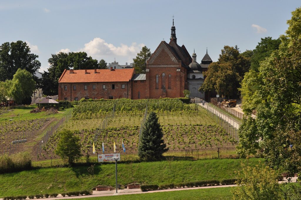 Winnica w okolicach Sandomierza
