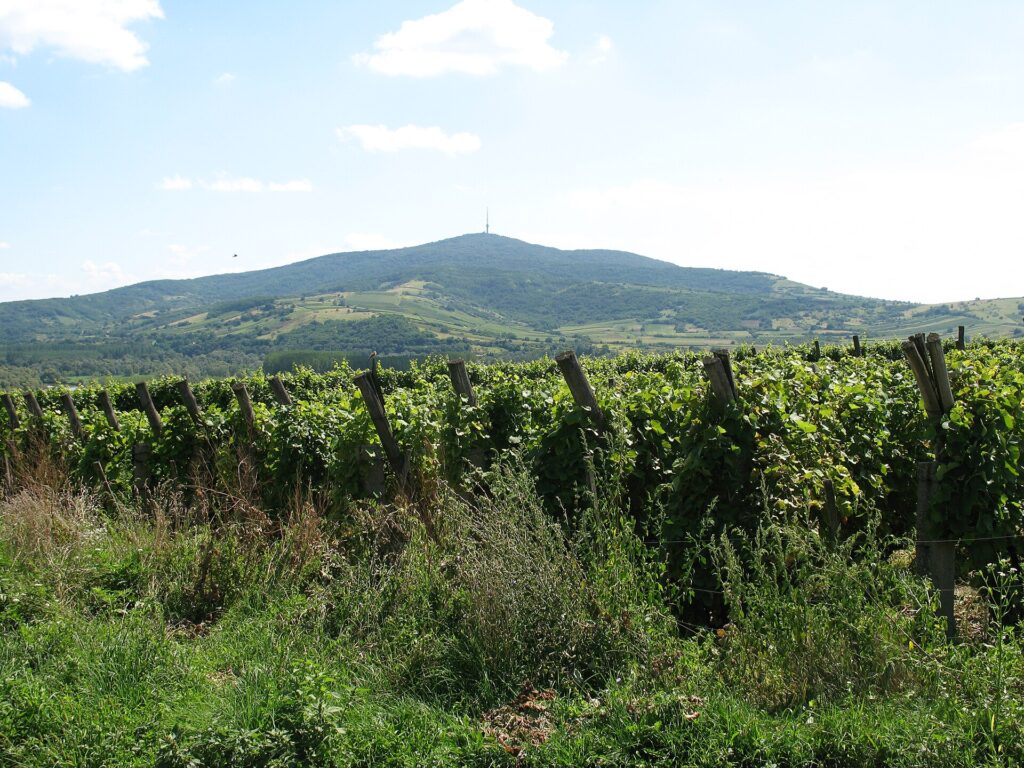 Winnice u stóp wzgórza Tokaj na Węgrzech