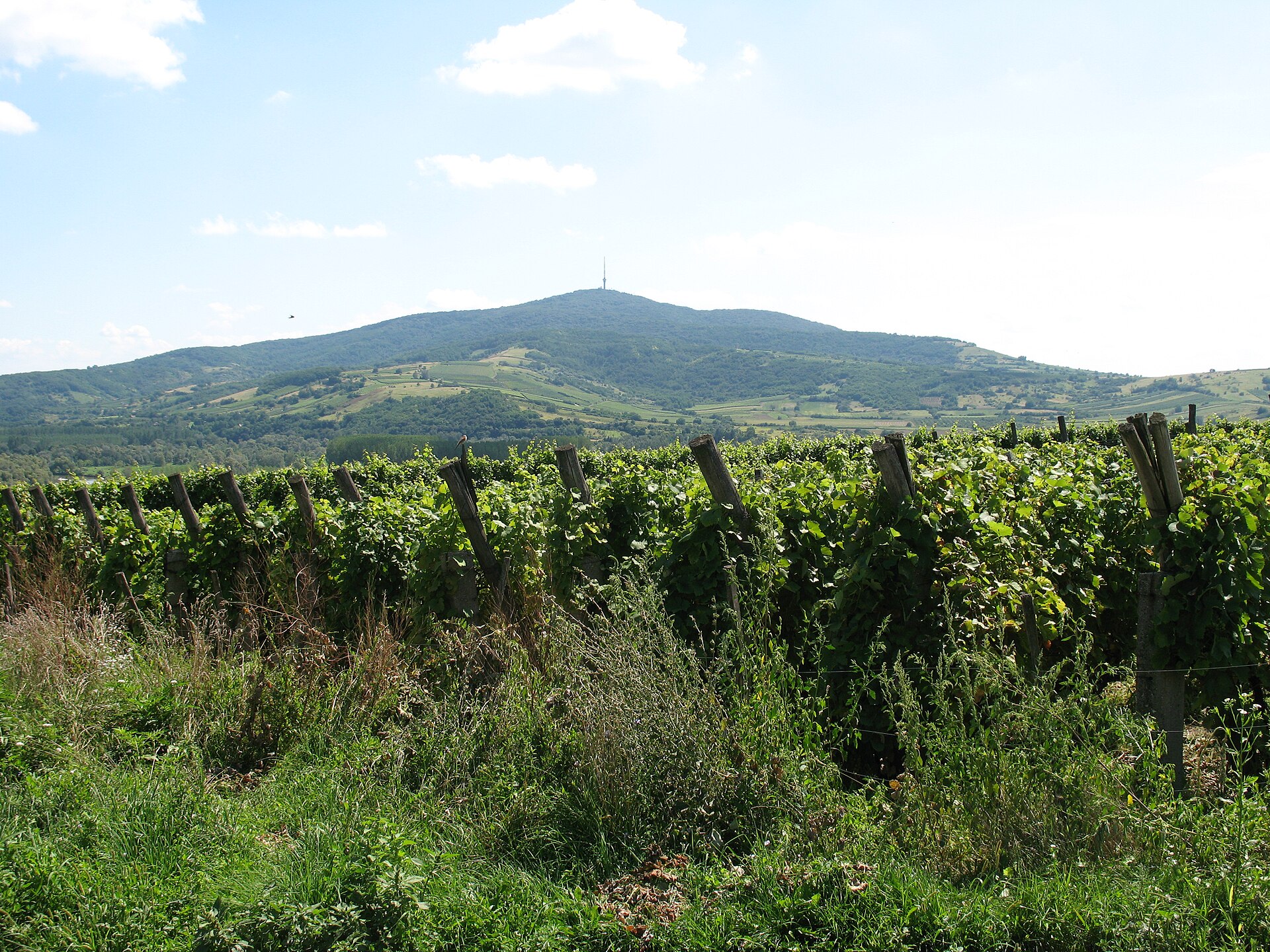 Winnice u stóp wzgórza Tokaj na Węgrzech